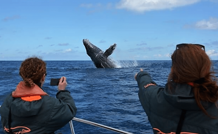 La Fête des Baleines à Sainte Marie. DR