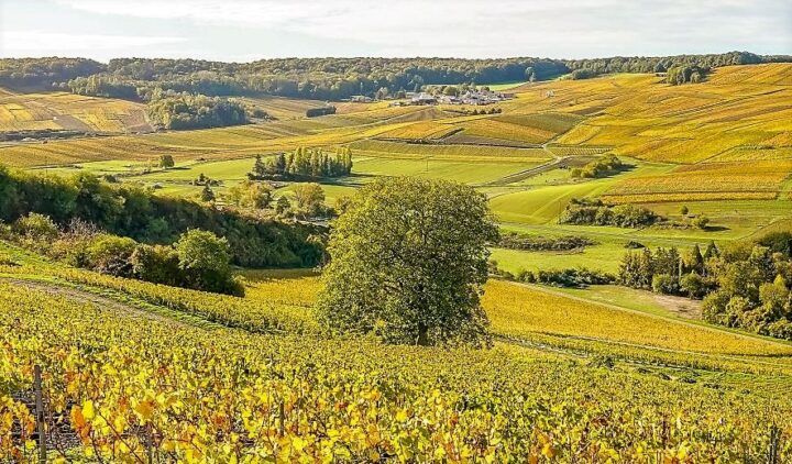 La région d’Epernay et ses vignobles. DR