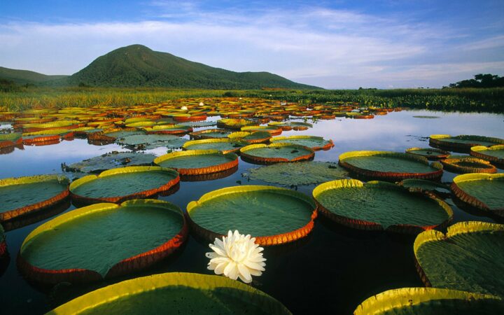 Les plus gros nénuphars du monde dans le Pantanal Matogrossense. DR Les plus gros nénuphars du monde dans le Pantanal Matogrossense. DR