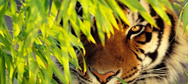 Taj Safaris au Népal. DR