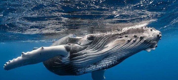Observation de baleines à Madagascar. DR