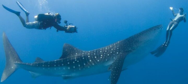 Four Seasons Explorer: rencontre avec un requin baleine. DR