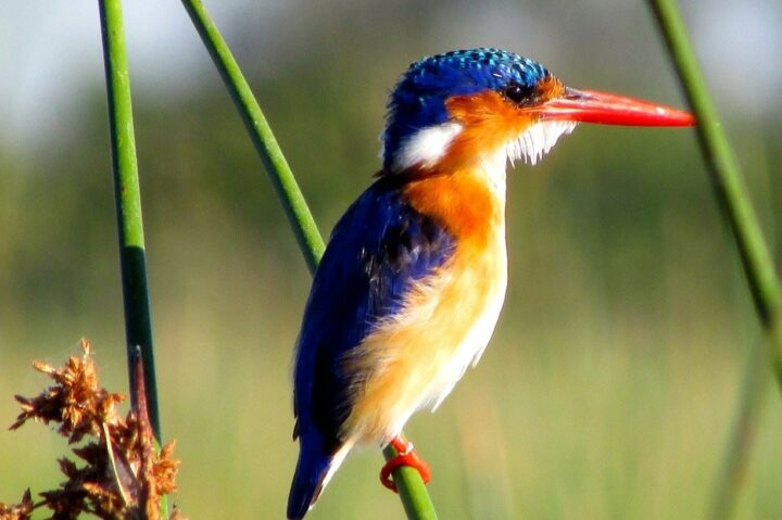 Partir au Botswana. DR