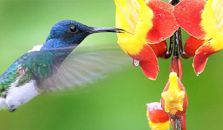 img_0-1578679922_960x431