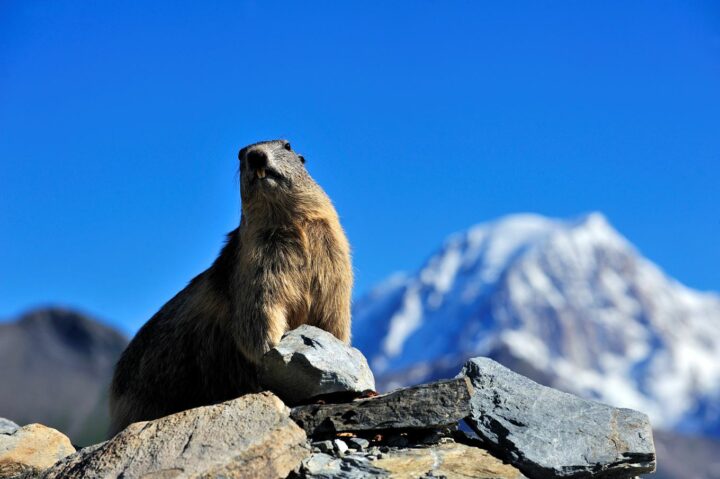 img_0-1625050284_960x431