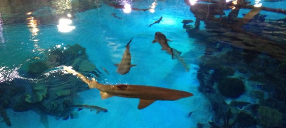 What s Up In Las Vegas Voyagerluxe