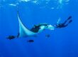 La rencontre des mantas en plongée est toujours très émouvante...D.R