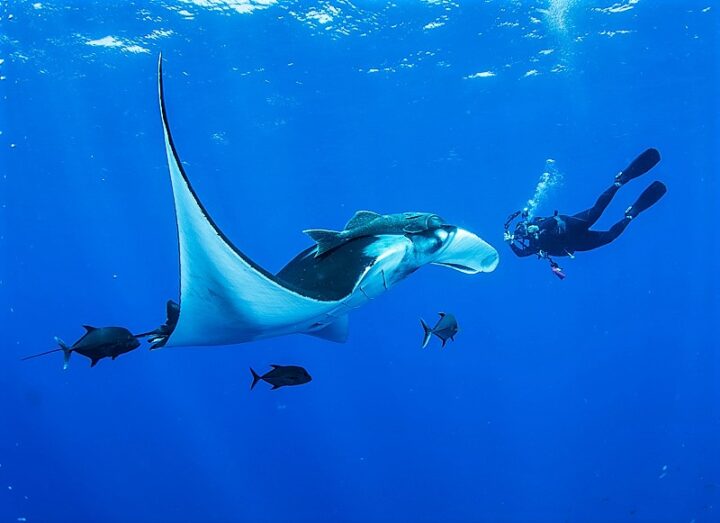 La rencontre des mantas en plongée est toujours très émouvante…D.R La rencontre des mantas en plongée est toujours très émouvante...D.R