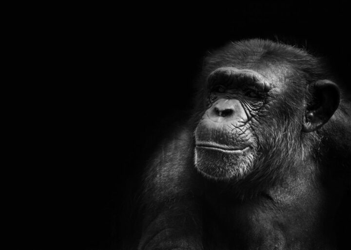 Chimpanzé au Kenya par rishi-ragunathan-DR Chimpanzé au Kenya par rishi-ragunathan-DR