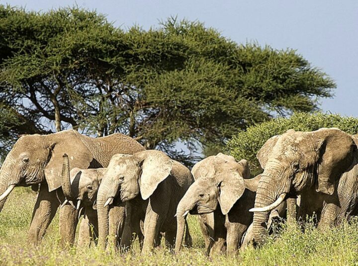 Tourisme durable en Tanzanie. DR