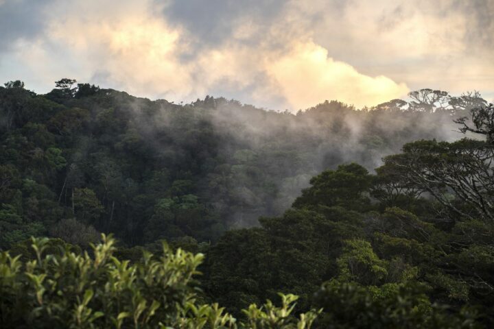 Environnement du Belmar à Monteverde. DR Environnement du Belmar à Monteverde. DR