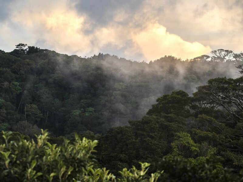 Environnement du Belmar à Monteverde. DR