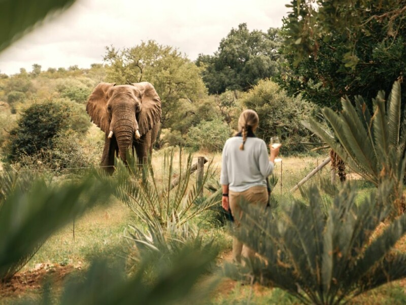 Klaserie Private Nature Reserve-DR