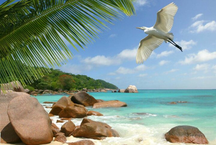 Plage des Seychelles. DR
