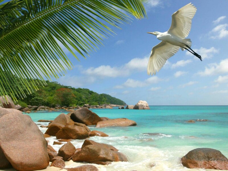 Plage des Seychelles. DR