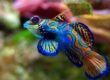 Un-poisson-mandarin.-DR.jpg