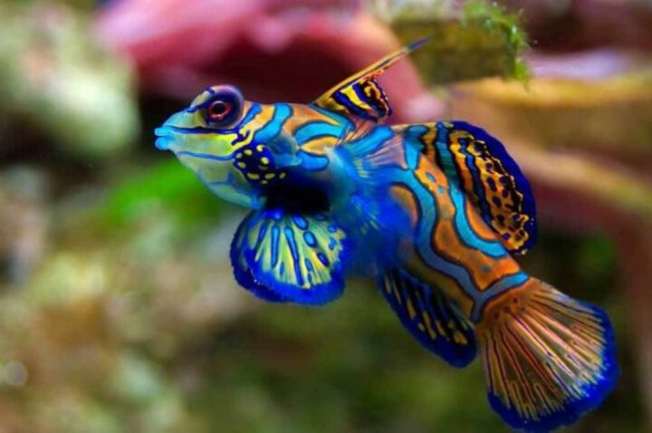Un poisson mandarin. DR Un-poisson-mandarin.-DR.jpg