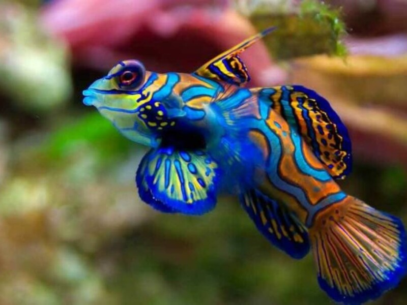Un-poisson-mandarin.-DR.jpg