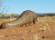 Pangolin @WarrenPearson