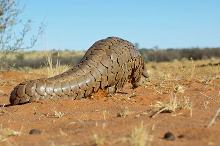 Pangolin @WarrenPearson