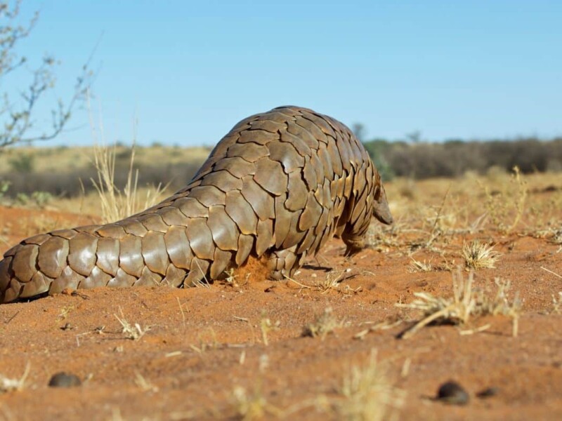 Pangolin @WarrenPearson